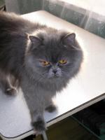 Прогулки по столу